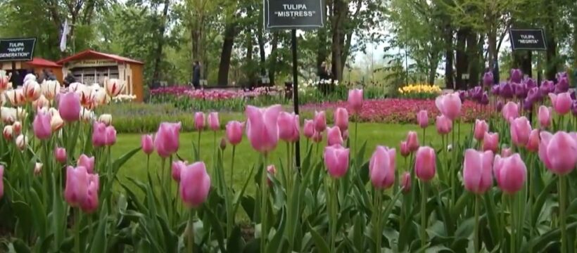 Festa dei Tulipani in Romania